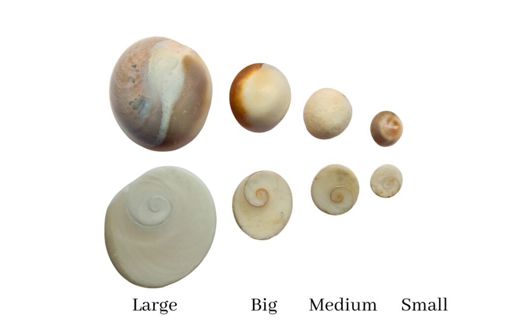 Gomti Chakra Size Guide