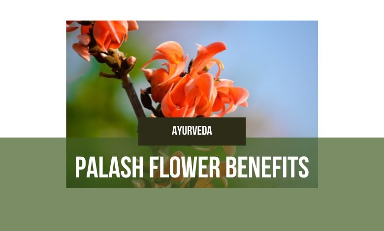 Palash Flower Benefits